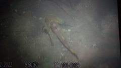 Oreoglanis siamensis