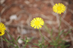 Felicia mossamedensis