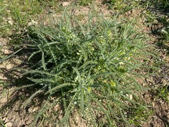 Astragalus aleppicus