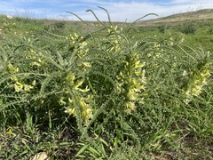 Astragalus aleppicus