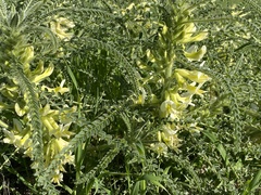 Astragalus aleppicus