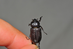 Phileurini