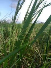 Oryza sativa