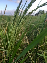Oryza sativa