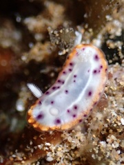 Goniobranchus decorus