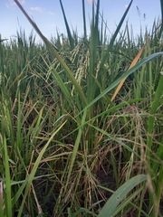 Oryza sativa