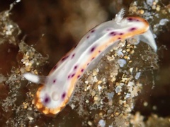 Goniobranchus decorus