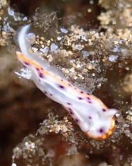 Goniobranchus decorus
