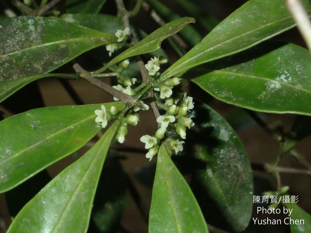 Microtropis japonica