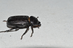 Phileurini