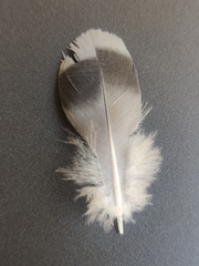 Columba livia domestica