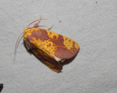 Copifrontia xantherythra