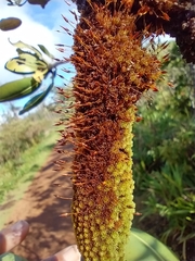 Macromitrium sulcatum