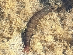 Stenopsychidae