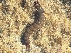 Stenopsychidae