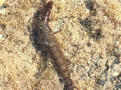 Stenopsychidae