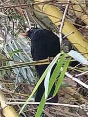 Turdus merula cabrerae