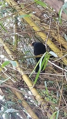 Turdus merula cabrerae