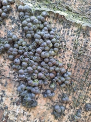 Diatrype disciformis