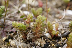 Sedum aetnense
