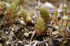 Sedum aetnense