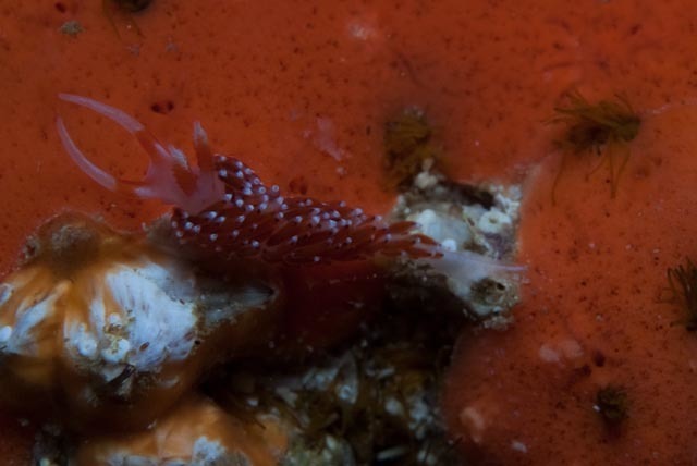 Blackdot Nudibranch
