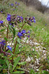 Anchusa stylosa