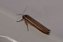 Palaeosia bicosta
