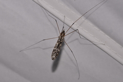 Ischnotoma eburnea