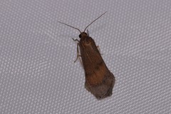 Lambula obliquilinea