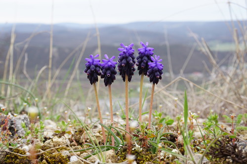 Muscari neglectum iNat (2)