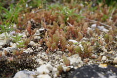 Sedum aetnense