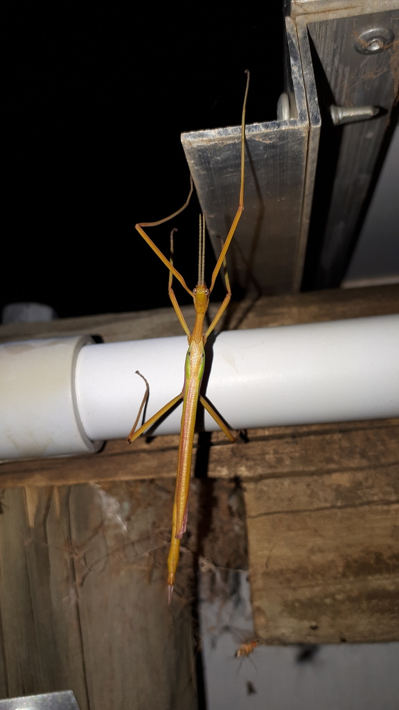Lycil Insect Lysicles in February 2022 by Mark Hura · iNaturalist