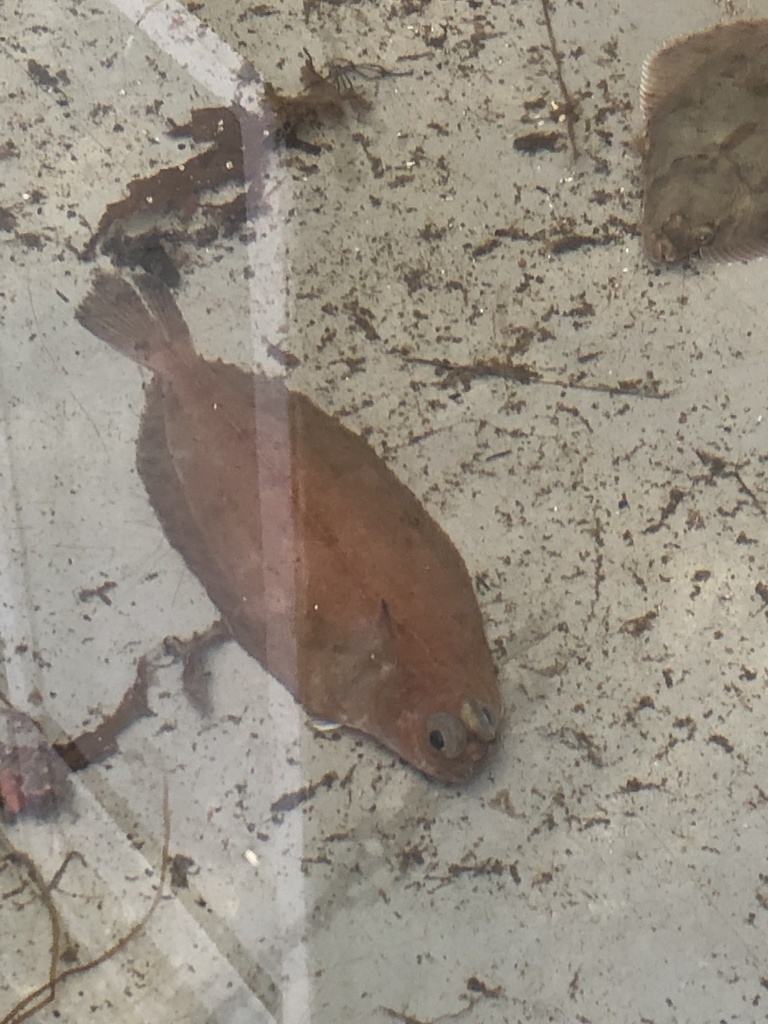 Foto de Mendo (Glyptocephalus cynoglossus)
