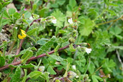Nonea echioides