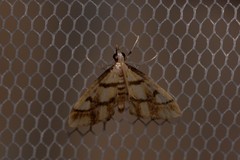 Aboetheta pteridonoma