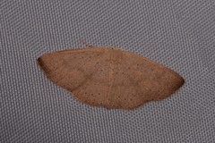 Cyclophora obstataria