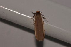 Palaeosia bicosta