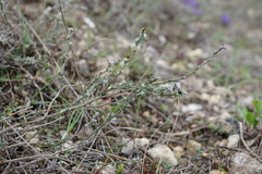 Genista albida