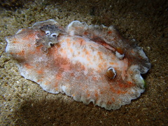 Platydoris formosa