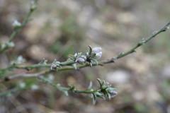 Genista albida