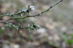 Genista albida