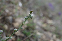 Genista albida