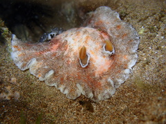 Platydoris formosa