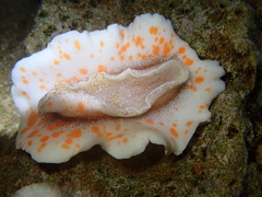 Platydoris formosa