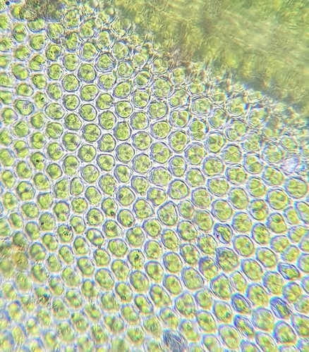 Image of Geheebia tophacea by (c) Helen Waterman, some rights reserved (CC BY)