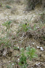 Astragalus glaucus
