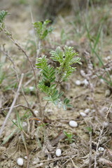 Astragalus glaucus