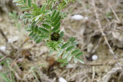 Astragalus glaucus