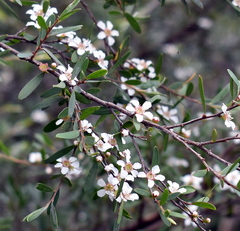 Leptospermum polyanthum